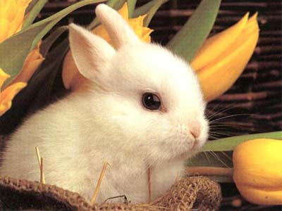 Cute Easter Bunny Rabbit